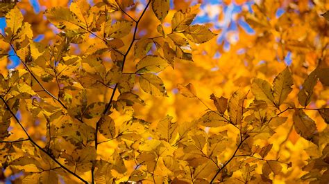 Download Wallpaper 3840x2160 Branch Leaves Autumn