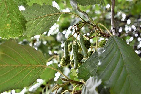 European Alder Minnesota Department Of Agriculture