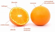 Partes de la naranja