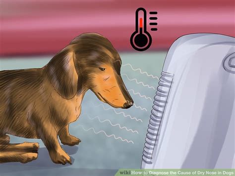 How To Diagnose The Cause Of Dry Nose In Dogs 8 Steps