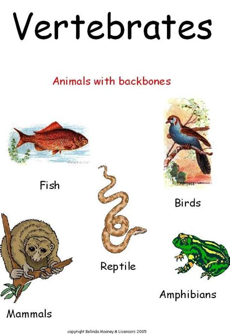 Vertebrates Vertebrates And Invertebrates Vertebrates Animals With