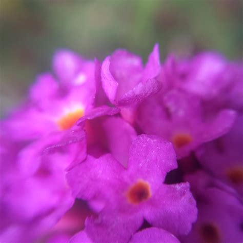 Macro Violet Flowers Photograph By Kim Treffinger Fine Art America