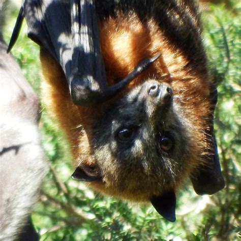Flying Fox Face 1 By Wildplaces On Deviantart