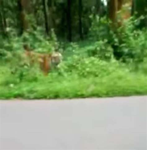 Motorcyclists Shocked By Wild Tiger Running After Them The Dodo