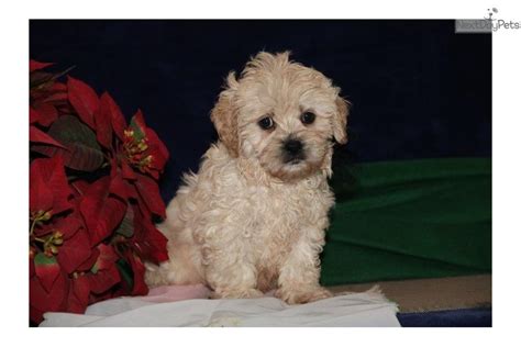 Find cockapoo puppies and dogs for adoption today! Caleb Me: Cockapoo puppy for sale near Harrisburg, Pennsylvania. | cde53466-aeb1