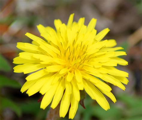Identifying 9 Common Lawn Weeds