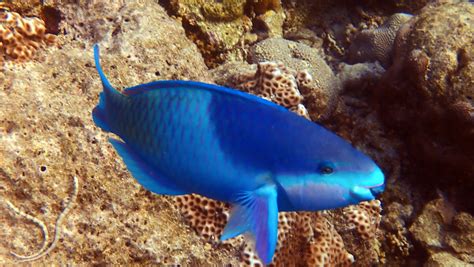 Parrotfish In The Maldives Our Favourite Bird Coco Collection