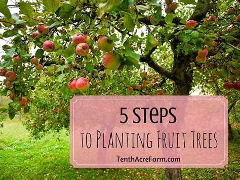 5 Steps To Planting Fruit Trees Tenth Acre Farm