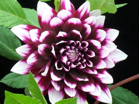 Amazing Garden The Meaning Of Dahlia Flower
