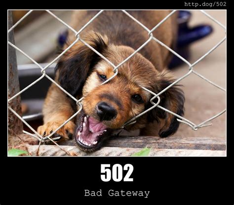 502 Bad Gateway Status Code And Dogs