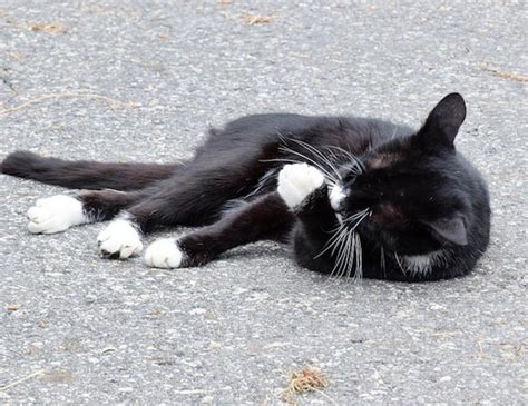 The Cutest Cats With Boots Are Ready For Anything Catster