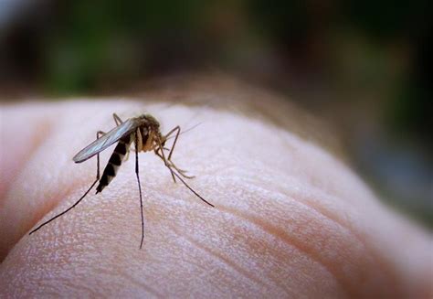 Quiet Cornerwhy Mosquitoes Bite Some People More Than Others Quiet