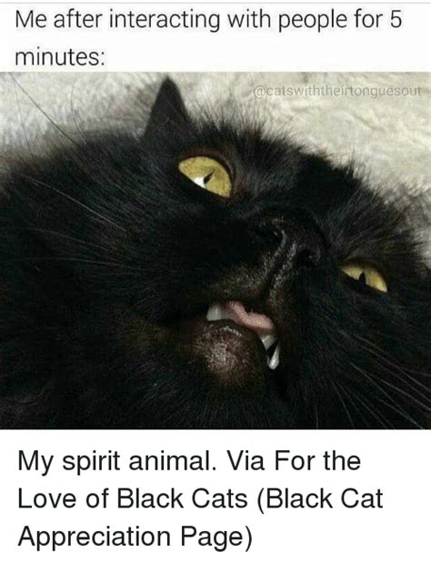 25 Best Memes About Black Cat Black Cat Memes