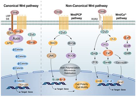 Cells Free Full Text Advances Of Wnt Signalling Pathway In