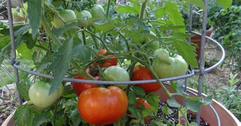 How To Grow Tomatoes In Hot Weather Zone 10 Tomatos Are A Fall