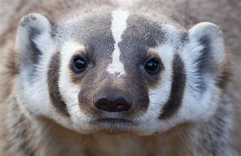 American Badger North American Animals North American Wildlife Badger