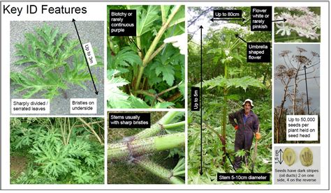 How To Recognise Giant Hogweed The Garden Of Eaden