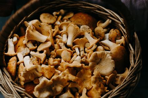 Mushrooms You Can Eat More Than Once Growing Your Own Edibles