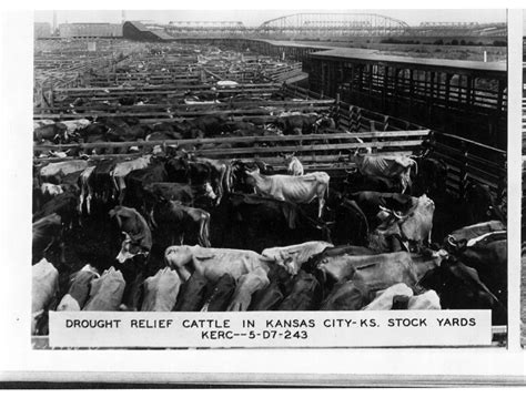 Drought Relief Cattle In Kansas City Stockyards Kansas Memory Kansas Historical Society