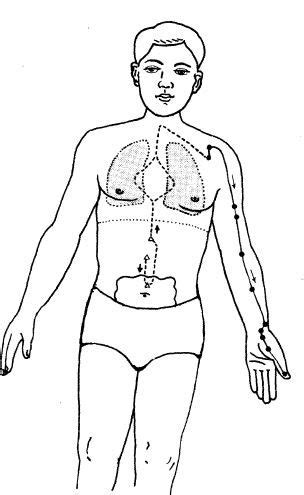 Directly assisting the prime minister is the minister of transportation, the large intestine organ system. Acupuncture Lung Meridian | Acupuncture, Lunges, Meridian