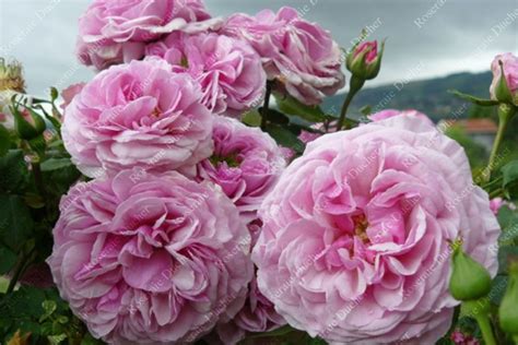 Rose, genus of some 100 species of perennial shrubs in the rose family (rosaceae). Roses DUCHER - Climbing rose Florence Ducher