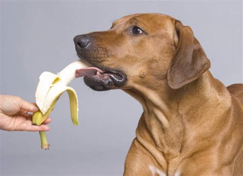 A fun way to treat your dog is to make watermelon pops. Can Dogs Eat Bananas? Find Out If This Fruit Is Safe For Pets