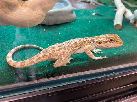 Very Red Bearded Dragon At Petsmart By Victoriafloof On Deviantart