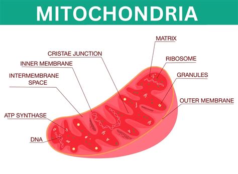 Mitochondria Definition Function And Structure Biology Teach