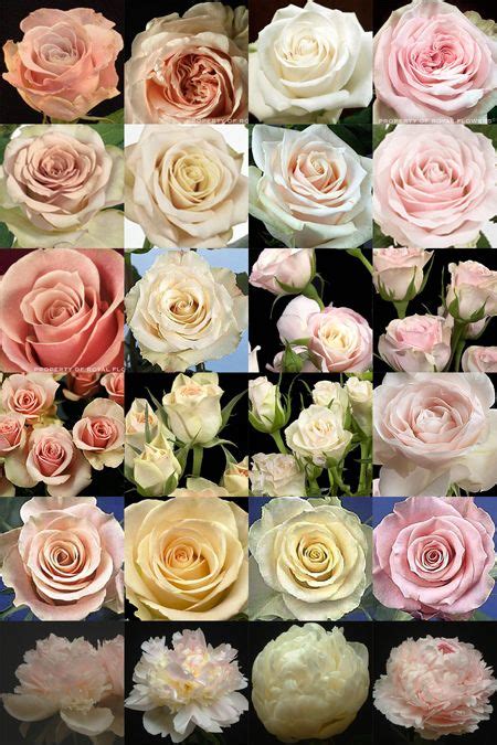 Blush Wedding Flowers Names Blush Pink Wedding Flower Ideas