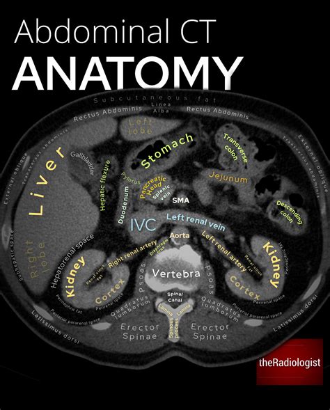 Theradiologist On Twitter Abdominal Ct Anatomy