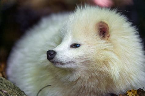 White Racoon Dog 4k Ultra Hd Wallpaper And Background Image 4801x3196