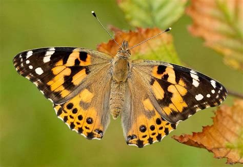 Big Butterfly Count 2020 sees lowest numbers of butterflies recorded in ...