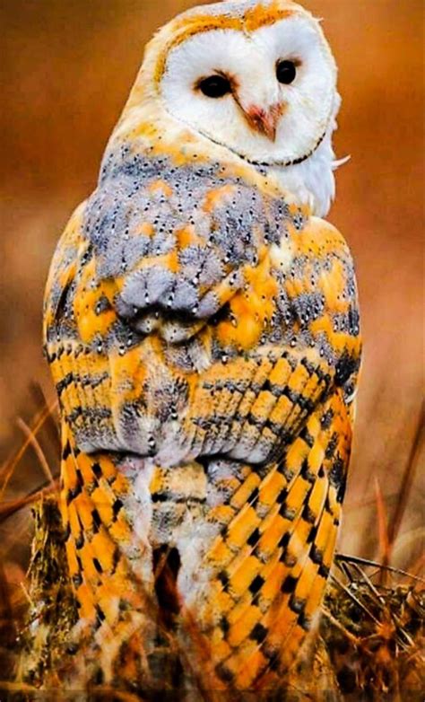 Barn Owl Beautiful Birds Pet Birds Animals Beautiful