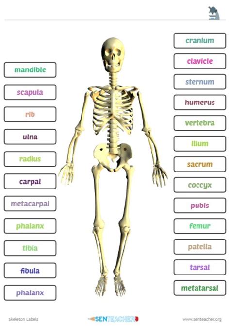 Printable Skeleton Labeling Worksheet Printable Word Searches