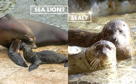 If you can tell the sea lions apart, you've reached expert level in seal identification. Seals vs. Sea Lions - What's the Difference? | SeaWorld ...