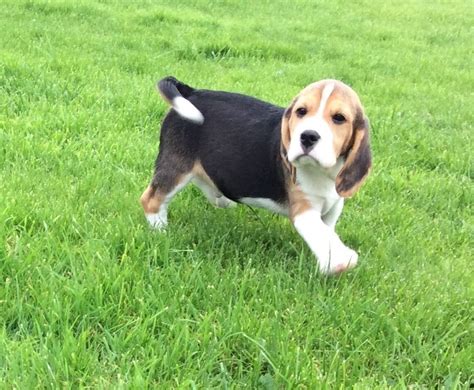 Beabull puppies for sale in ga. Beagle Puppies For Sale | Alabama 134, AL #197798