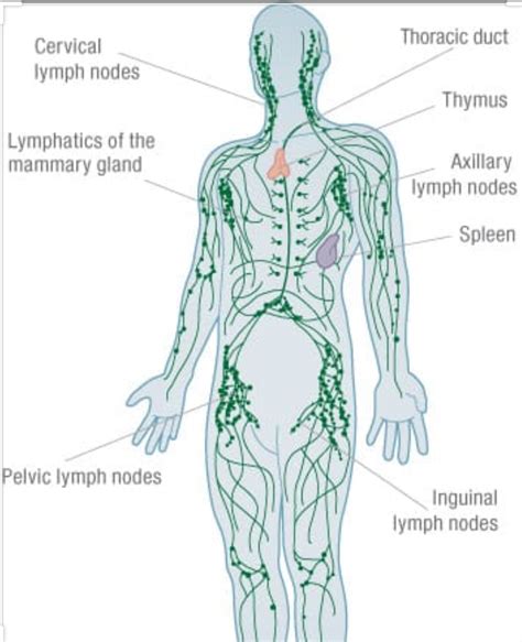 Lymphatic Draining La Longevity