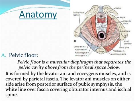 Perineal Lacerations