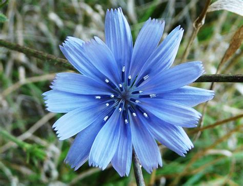 What Is Chicory History And Uses