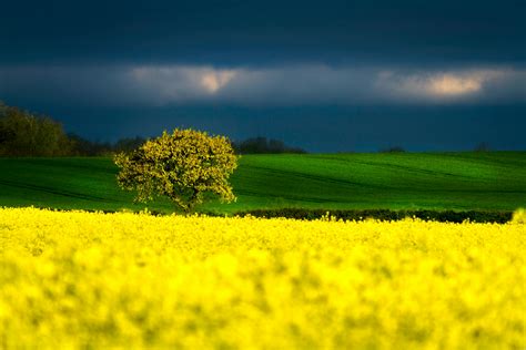 Yellow Sunflower Field Under Blue And White Sky · Free Stock Photo