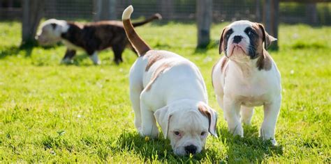 How Much Do American Bulldog Puppies Weigh