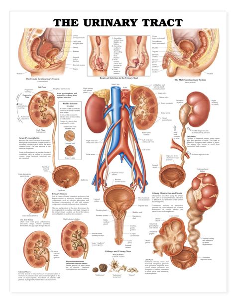 Many organs in the human body diagrams template (see human body diagrams/organs) don't fit the female model acceptably. Human Body Organs Diagrams