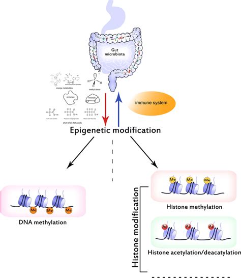 Interaction Between Gut Microbiota And Epigenetic Modification The Gut