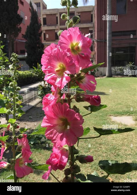 Tall Pink Garden Flowers The Home Garden