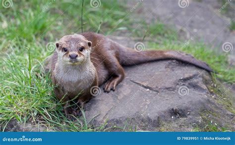 Otter Is Playing In The Grass Stock Image Image Of Closeup Natural