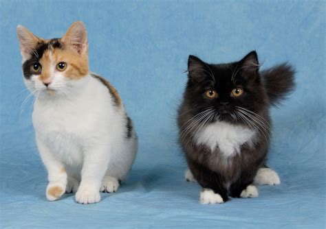 Information About Napoleon Kittens Thenapoleoncats Blog