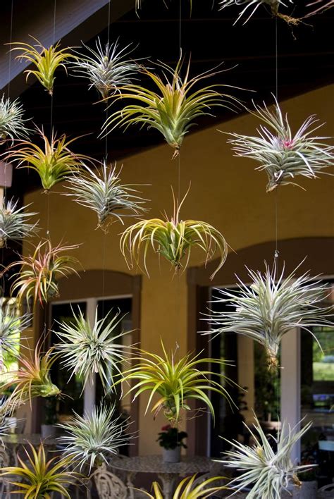 We offer high quality air plants & tillandsia sourced from the south, holders, terrariums, and vessels handmade in california, as well as custom projects! Our Visitor Center has a wall of Tillandsia (air plants ...