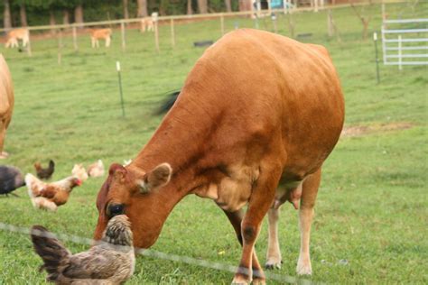 My Barefoot Farm The Chicken And The Cow