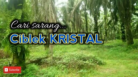 Download lagu ciblek kristal (3.22mb) dan streaming kumpulan lagu ciblek kristal (4.53mb) mp3 terbaru gratis dan enak dinikmati, video klip ciblek kristal mp4, lirik lagu ciblek kristal full album. Mencari sarang Ciblek Kristal - YouTube