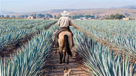 Why Del Maguey Is One Of The Most Authentic Mezcals You Can Buy